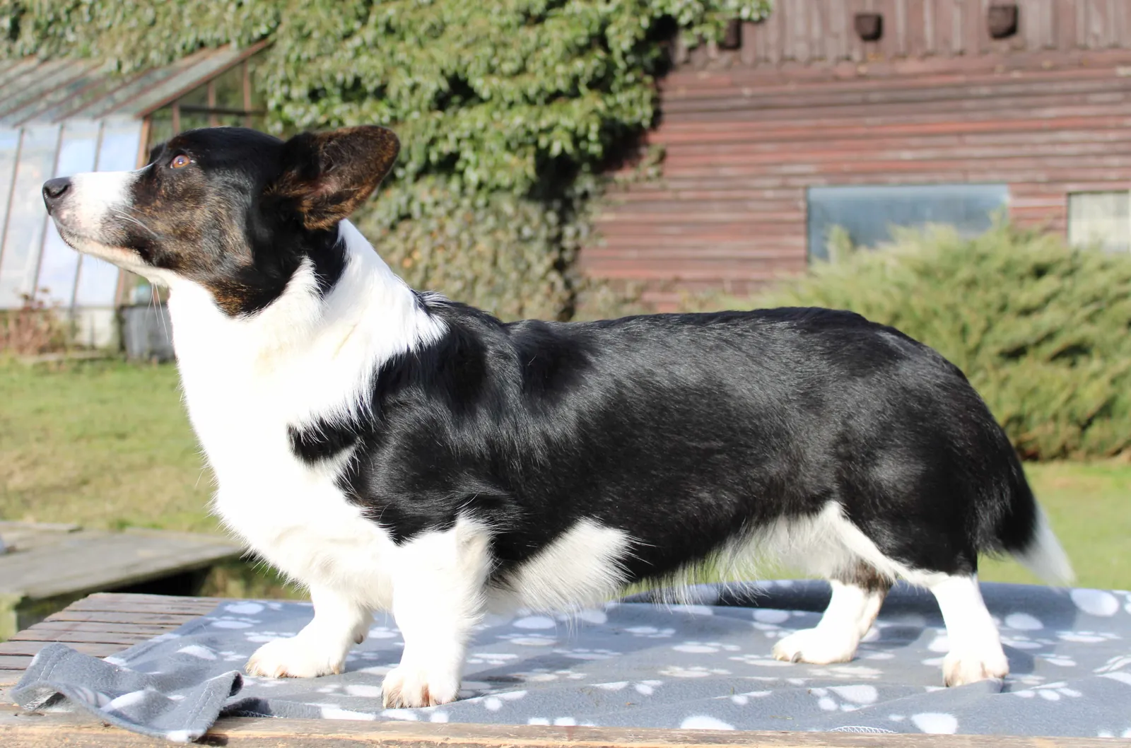 Fajnovka Emily Bohemia, welsh corgi cardigan, v postoji na stole