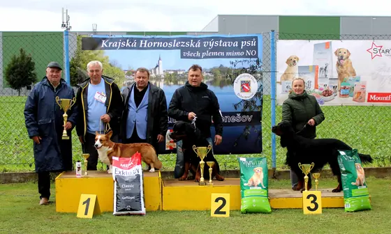 Simba na stupních vítězů, Krajská hornoslezská výstava